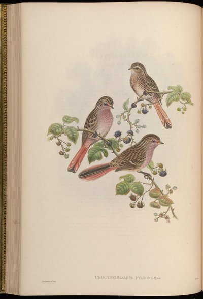 Urocynchramus pylzowi von John Gould